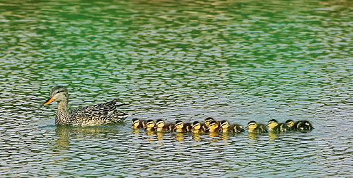 烹饪模拟游戏《Diner Bros 2》Steam页面 年内发售